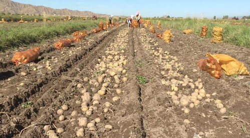 山丹縣推廣全生物可降解地膜 為土壤“凈身”，為環(huán)境“減負(fù)”，探索土壤污染防治新路徑